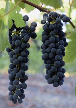 Shiraz grapes