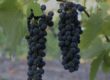 Shiraz grapes