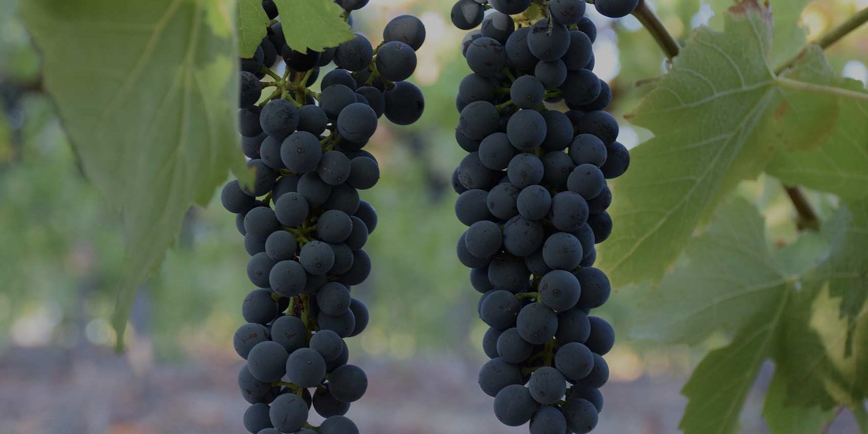 Shiraz grapes Shiraz grapes