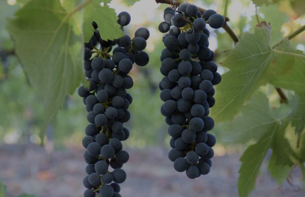 Shiraz grapes Shiraz grapes
