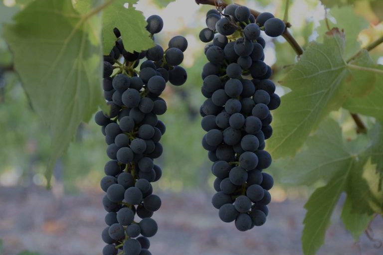 Shiraz grapes Shiraz grapes
