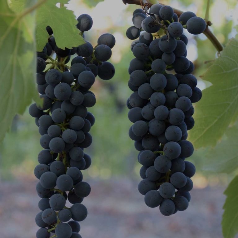 Shiraz grapes