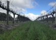 Mid row vineyard cover