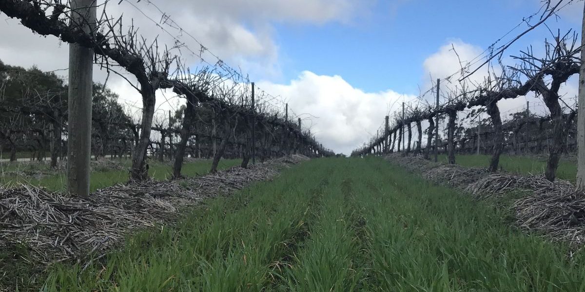 mid_row_cover_crop Mid row vineyard cover