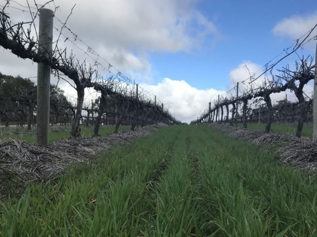 mid_row_cover_crop Mid row vineyard cover