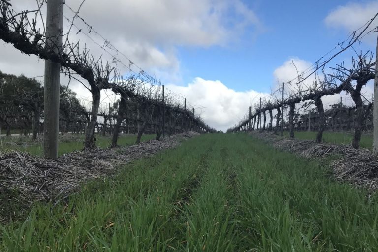 mid_row_cover_crop Mid row vineyard cover