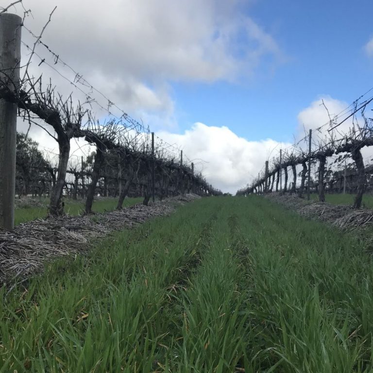 Mid row vineyard cover