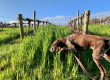 Vineyard Dog