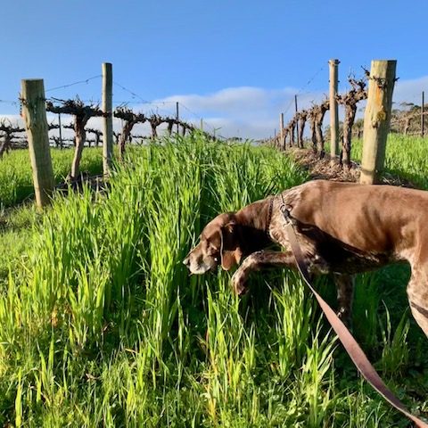 Vineyard Dog