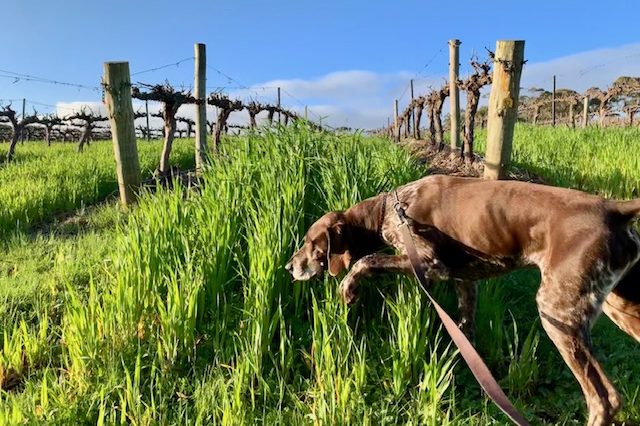 Vineyard Dog Vineyard Dog