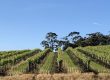 Talbots Block vineyard