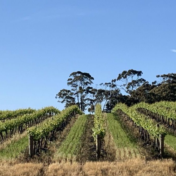Talbots Block vineyard